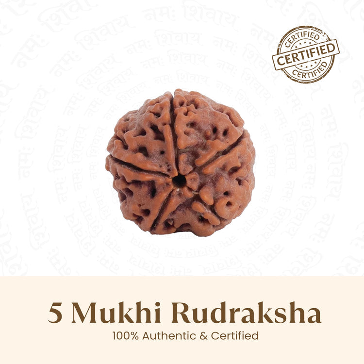 Rudraksha